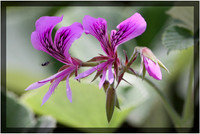 Gerranium