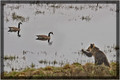 Yearling Grizzly Trying to Scare Geese