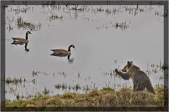 Yearling Grizzly Trying to Scare Geese