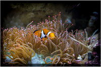 Clown Fish