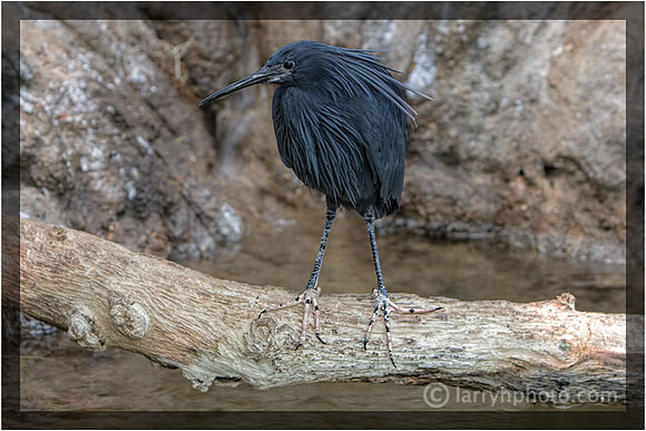 Black Heron
