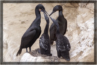 Cormorant Family