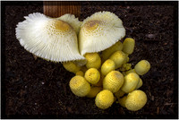Leucocoprinus Birnbaumii(Plantpot Dapperling) Mushroom