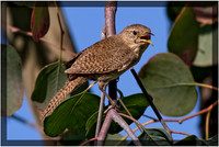 House Wren