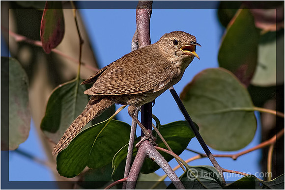 House Wren