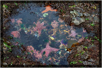 Tide Pool