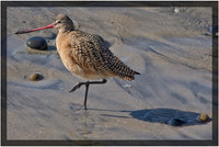 Marbled Godwit