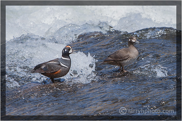 Male and Female Harlequin Ducks