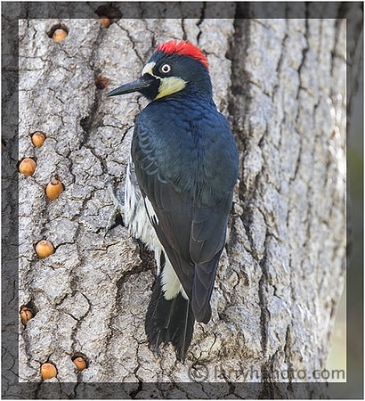 Acorn Woodpecker
