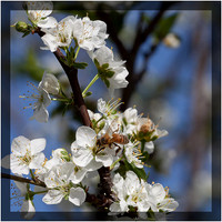 Bee Polinating Apple Blossoms