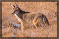 Coyote