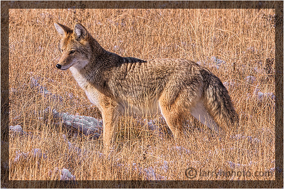 Coyote