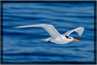 Royal Tern