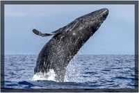 Humpback Whale Breach