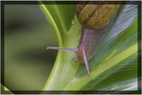 Brown Garden Snail