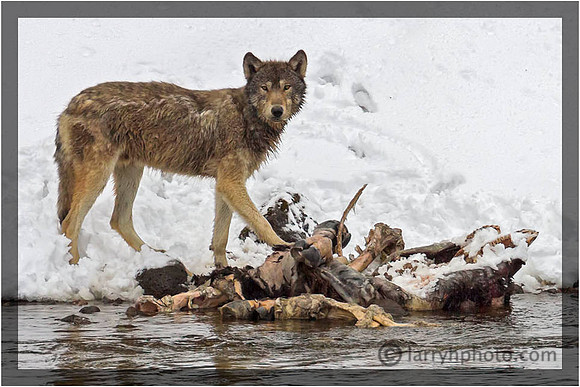 Bison Kill by the Yellowstone River