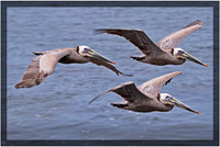 The Three Fishermen (Brown Pelicans)