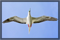 Red Footed Booby
