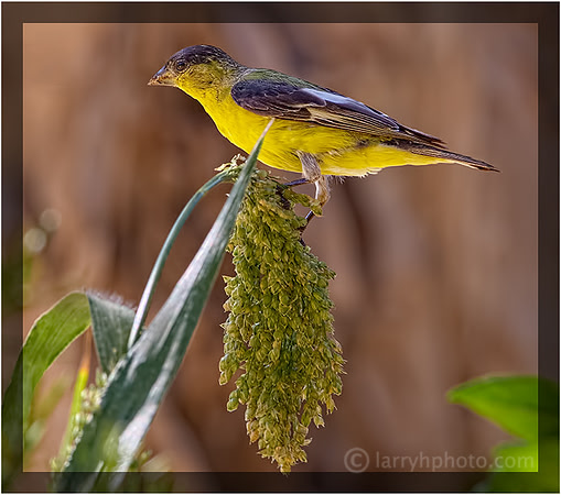 Female Gold Finch Feeding on Millet Plant