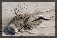 Elephant Seal Sunbathing