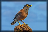 Mynah Bird