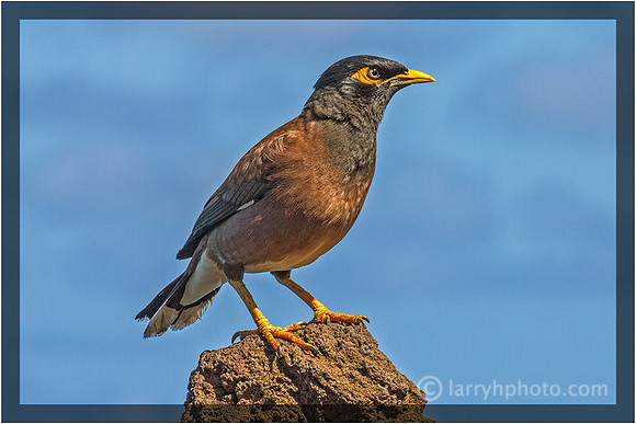 Mynah Bird