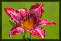 Oriental Lily