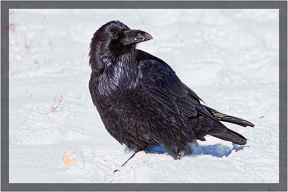Raven