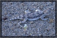 Desert Horned Lizard Camouflage