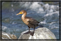 Double-crested Cormorant Juvenile