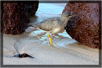Wandering Tattler
